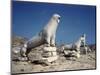 Terrace of the Lions at Delos-Bettmann-Mounted Photographic Print