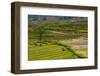 Terrace Rice Fields, Chimi Lhakhang, Bhutan-Michael Runkel-Framed Photographic Print