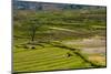 Terrace Rice Fields, Chimi Lhakhang, Bhutan-Michael Runkel-Mounted Photographic Print