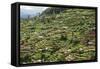 Terraced Farmland Above Ambewela, Hill Country, Sri Lanka, Asia-Tony Waltham-Framed Stretched Canvas