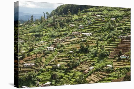Terraced Farmland Above Ambewela, Hill Country, Sri Lanka, Asia-Tony Waltham-Stretched Canvas