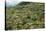 Terraced Farmland Above Ambewela, Hill Country, Sri Lanka, Asia-Tony Waltham-Stretched Canvas