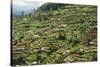 Terraced Farmland Above Ambewela, Hill Country, Sri Lanka, Asia-Tony Waltham-Stretched Canvas