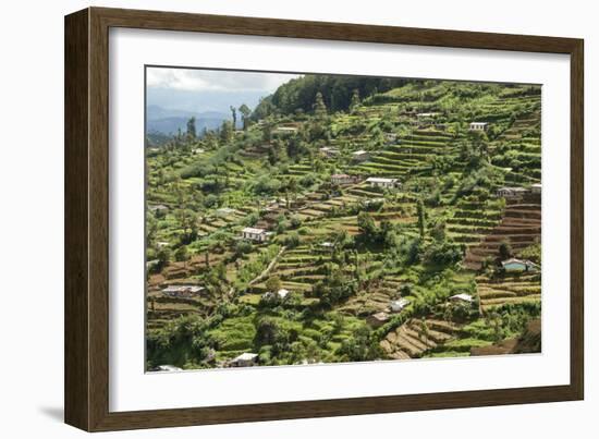 Terraced Farmland Above Ambewela, Hill Country, Sri Lanka, Asia-Tony Waltham-Framed Photographic Print