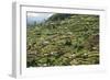 Terraced Farmland Above Ambewela, Hill Country, Sri Lanka, Asia-Tony Waltham-Framed Photographic Print