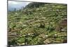 Terraced Farmland Above Ambewela, Hill Country, Sri Lanka, Asia-Tony Waltham-Mounted Photographic Print