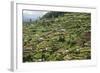 Terraced Farmland Above Ambewela, Hill Country, Sri Lanka, Asia-Tony Waltham-Framed Photographic Print