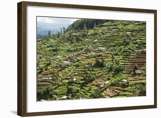 Terraced Farmland Above Ambewela, Hill Country, Sri Lanka, Asia-Tony Waltham-Framed Photographic Print