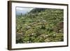 Terraced Farmland Above Ambewela, Hill Country, Sri Lanka, Asia-Tony Waltham-Framed Photographic Print