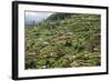 Terraced Farmland Above Ambewela, Hill Country, Sri Lanka, Asia-Tony Waltham-Framed Photographic Print