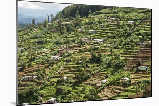 Terraced Farmland Above Ambewela, Hill Country, Sri Lanka, Asia-Tony Waltham-Mounted Photographic Print