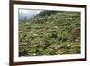 Terraced Farmland Above Ambewela, Hill Country, Sri Lanka, Asia-Tony Waltham-Framed Photographic Print