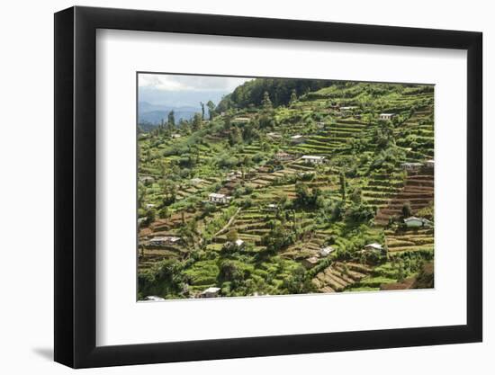 Terraced Farmland Above Ambewela, Hill Country, Sri Lanka, Asia-Tony Waltham-Framed Photographic Print