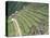Terraced Fields at Machu Picchu-Dave G. Houser-Stretched Canvas