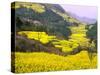 Terraced Fields of Yellow Rape Flowers, China-Charles Crust-Stretched Canvas