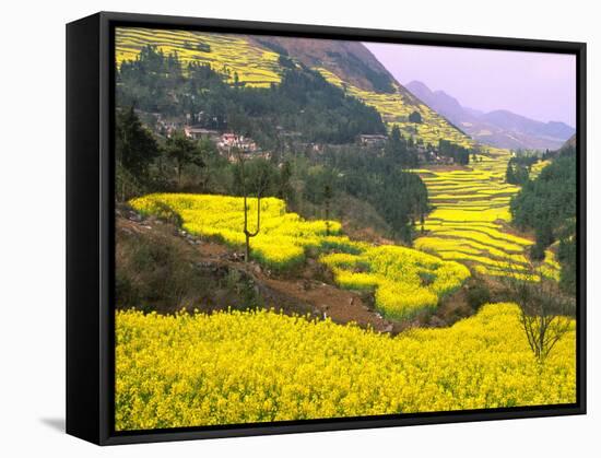 Terraced Fields of Yellow Rape Flowers, China-Charles Crust-Framed Stretched Canvas