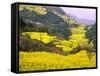 Terraced Fields of Yellow Rape Flowers, China-Charles Crust-Framed Stretched Canvas