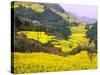 Terraced Fields of Yellow Rape Flowers, China-Charles Crust-Stretched Canvas