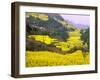 Terraced Fields of Yellow Rape Flowers, China-Charles Crust-Framed Premium Photographic Print