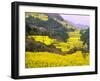 Terraced Fields of Yellow Rape Flowers, China-Charles Crust-Framed Premium Photographic Print