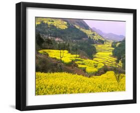 Terraced Fields of Yellow Rape Flowers, China-Charles Crust-Framed Photographic Print