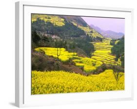 Terraced Fields of Yellow Rape Flowers, China-Charles Crust-Framed Photographic Print