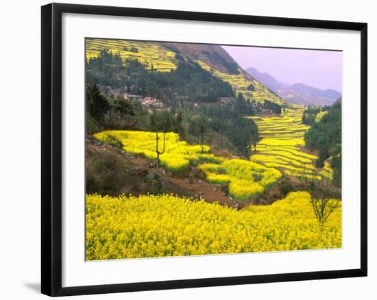 Terraced Fields of Yellow Rape Flowers, China-Charles Crust-Framed Photographic Print