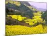 Terraced Fields of Yellow Rape Flowers, China-Charles Crust-Mounted Photographic Print