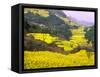 Terraced Fields of Yellow Rape Flowers, China-Charles Crust-Framed Stretched Canvas