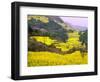 Terraced Fields of Yellow Rape Flowers, China-Charles Crust-Framed Photographic Print