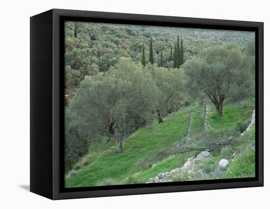 Terraced Olive Grove, Samos, Greece-Rolf Nussbaumer-Framed Stretched Canvas