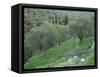 Terraced Olive Grove, Samos, Greece-Rolf Nussbaumer-Framed Stretched Canvas