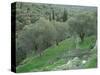 Terraced Olive Grove, Samos, Greece-Rolf Nussbaumer-Stretched Canvas