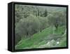 Terraced Olive Grove, Samos, Greece-Rolf Nussbaumer-Framed Stretched Canvas