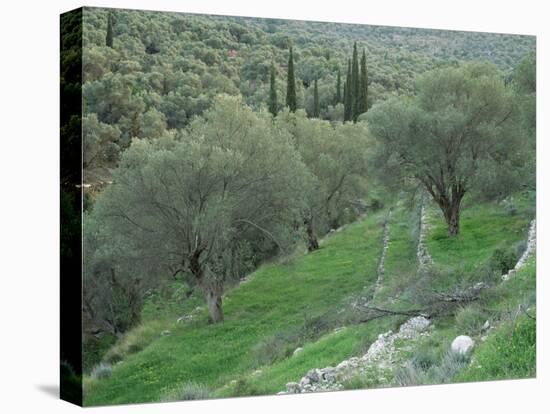 Terraced Olive Grove, Samos, Greece-Rolf Nussbaumer-Stretched Canvas