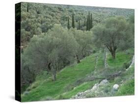Terraced Olive Grove, Samos, Greece-Rolf Nussbaumer-Stretched Canvas
