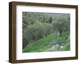 Terraced Olive Grove, Samos, Greece-Rolf Nussbaumer-Framed Premium Photographic Print