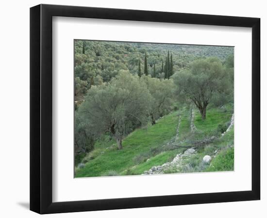 Terraced Olive Grove, Samos, Greece-Rolf Nussbaumer-Framed Premium Photographic Print