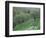 Terraced Olive Grove, Samos, Greece-Rolf Nussbaumer-Framed Premium Photographic Print