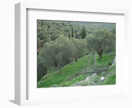 Terraced Olive Grove, Samos, Greece-Rolf Nussbaumer-Framed Premium Photographic Print