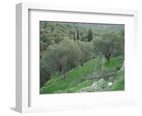 Terraced Olive Grove, Samos, Greece-Rolf Nussbaumer-Framed Premium Photographic Print