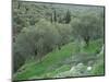 Terraced Olive Grove, Samos, Greece-Rolf Nussbaumer-Mounted Premium Photographic Print