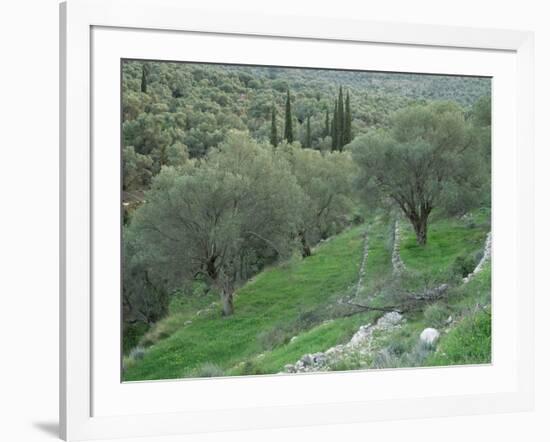 Terraced Olive Grove, Samos, Greece-Rolf Nussbaumer-Framed Photographic Print