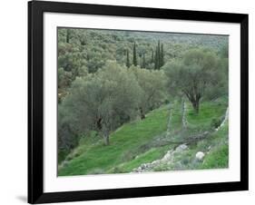 Terraced Olive Grove, Samos, Greece-Rolf Nussbaumer-Framed Photographic Print