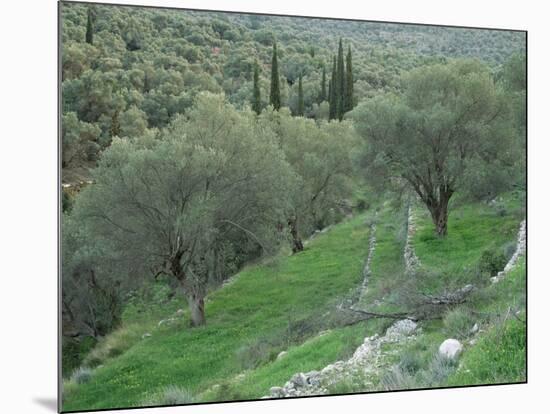 Terraced Olive Grove, Samos, Greece-Rolf Nussbaumer-Mounted Photographic Print