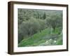 Terraced Olive Grove, Samos, Greece-Rolf Nussbaumer-Framed Photographic Print