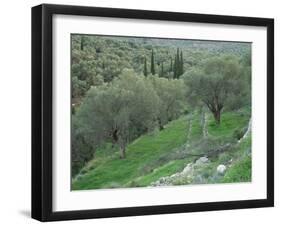 Terraced Olive Grove, Samos, Greece-Rolf Nussbaumer-Framed Photographic Print