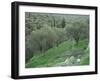 Terraced Olive Grove, Samos, Greece-Rolf Nussbaumer-Framed Photographic Print