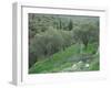 Terraced Olive Grove, Samos, Greece-Rolf Nussbaumer-Framed Photographic Print