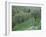 Terraced Olive Grove, Samos, Greece-Rolf Nussbaumer-Framed Photographic Print